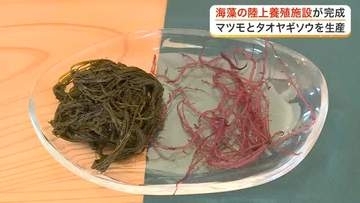 収穫量減少の海藻を救う　南三陸町に陸上養殖施設が完成　マツモとタオヤギソウの安定供給を目指す〈宮城〉
