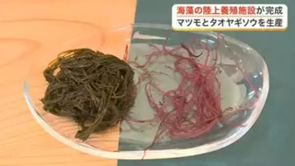 収穫量減少の海藻を救う　南三陸町に陸上養殖施設が完成　マツモとタオヤギソウの安定供給を目指す〈宮城〉