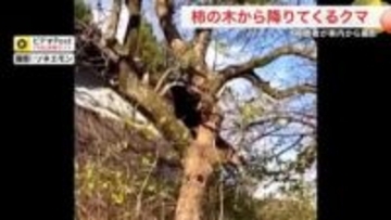 空き家近くの柿の木にクマ　スルスルと下りる姿を県道脇から撮影〈宮城・大崎市〉
