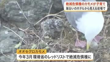 絶滅危惧種オオセグロカモメのヒナが誕生　南三陸町のホテルから見下ろす岩場で　ヒナの愛称も募集〈宮城〉