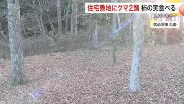 １２月でもクマ出没　気仙沼の住宅で柿食べる２頭　住民「しばらくいた」　仙台や大和町でも目撃〈宮城〉