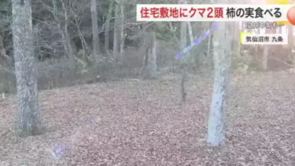 １２月でもクマ出没　気仙沼の住宅で柿食べる２頭　住民「しばらくいた」　仙台や大和町でも目撃〈宮城〉