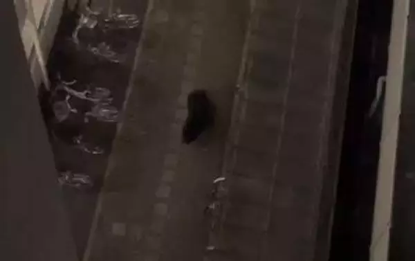 【速報】仙台市中心部のマンションにクマ　敷地内に居座る　警察や猟友会が対応も緊急銃猟できず