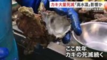 宮城県産カキに大量死滅の被害　気仙沼や石巻の一部で７割死滅　高水温が影響か「なりわい続かない」悲鳴