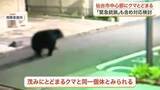 「仙台市中心部のマンション敷地にとどまるクマ　箱わなで対応も状況次第で「緊急銃猟」検討」の画像1