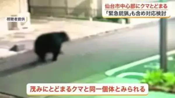 仙台市中心部のマンション敷地にとどまるクマ　箱わなで対応も状況次第で「緊急銃猟」検討