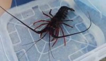 黒潮が運んだ異変　三陸沿岸でイセエビやサザエが見つかる　宮城の海を見つめ続けてきた研究者が語る“海の未来”