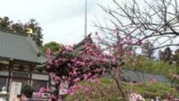 【仙台】子供たちの健やかな成長願う仏教の伝統行事「はなまつり」で稚児行列