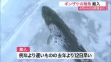 南三陸町でギンザケ稚魚の搬入開始 去年より１２日早く 来年４月からの出荷見込む〈宮城〉