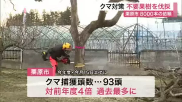 希望は８０００本超え　クマを引き寄せる果樹を市が代行し無償伐採　クマ捕獲数が過去最多の９３頭〈宮城〉