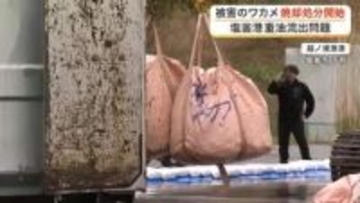 「残念だがこうするしかない」重油流出被害のワカメ ７００トンの処分始まる 塩釜市で作業本格化〈宮城〉
