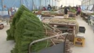 南三陸町でクロマツ収穫が最盛期　正月飾り向け５０万本を出荷へ〈宮城〉