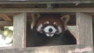 八木山動物公園の人気レッサーパンダ「アケビ」が福井へ　繁殖のため引っ越し前にファンとお別れ会〈仙台〉