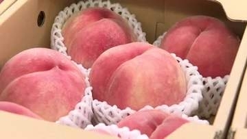 旬の「あかつき」や高校生考案のラッシーも登場　仙台空港で福島県産モモの初となる販売会