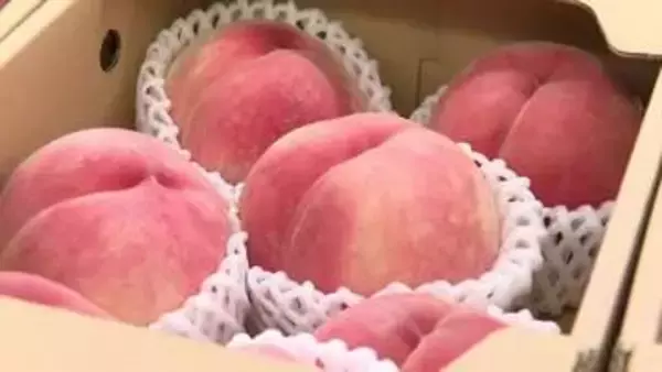 旬の「あかつき」や高校生考案のラッシーも登場　仙台空港で福島県産モモの初となる販売会