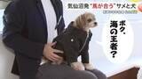 「気仙沼のサメが愛犬用革ジャンに変身！？愛犬のための「サメジャン」に込められた意外な関係性〈宮城〉」の画像1