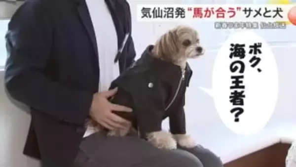 気仙沼のサメが愛犬用革ジャンに変身！？愛犬のための「サメジャン」に込められた意外な関係性〈宮城〉