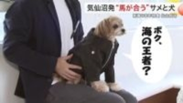気仙沼のサメが愛犬用革ジャンに変身！？愛犬のための「サメジャン」に込められた意外な関係性〈宮城〉