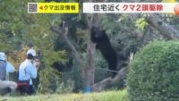 住宅近くの柿の木でわなにかかった“親グマ”すぐ近くに子グマも…緊迫の７時間
