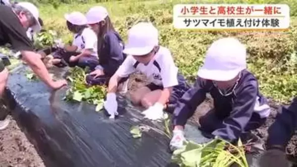 「焼き芋にして食べたい」七ヶ宿町で小学生と高校生がサツマイモの苗植え体験　秋には給食で登場予定　宮城