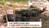 「仙台市内の公園で不審火　保管の伐採木１０本焼ける　周辺に火の気なし＜宮城＞」の画像1
