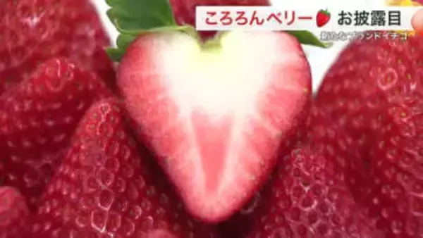 断面はハート形！宮城の新品種「ころろんベリー」誕生　３番目のオリジナルイチゴ　来年１２月から一般販売