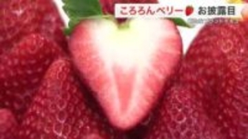 断面はハート形！宮城の新品種「ころろんベリー」誕生　３番目のオリジナルイチゴ　来年１２月から一般販売