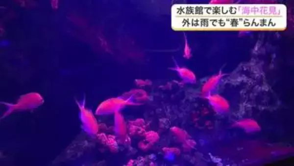 水族館でお花見？２５０匹のサクラダイなど桜色の魚たちが満開の春を演出　仙台うみの杜水族館