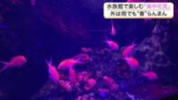 水族館でお花見？２５０匹のサクラダイなど桜色の魚たちが満開の春を演出　仙台うみの杜水族館