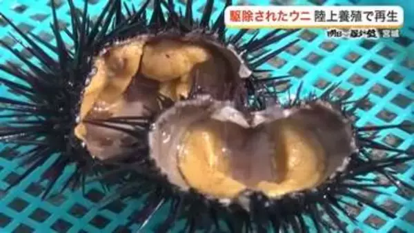 震災後の「磯焼け」を逆手に！廃棄される駆除ウニと規格外野菜で取り組む新たな陸上養殖の挑戦〈宮城〉
