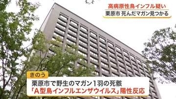 今シーズン国内初 高病原性鳥インフルエンザの疑い　栗原市でマガンの死骸から陽性反応〈宮城〉