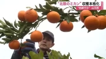 山元町で「北限のミカン」収穫本格化　猛暑影響なく色鮮やかに育つ　１２月２８日から直売所で販売〈宮城〉