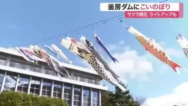 釜房ダムに３０匹のこいのぼり　サクラとの競演で春の景色を満喫〈宮城・川崎町〉