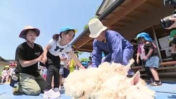 「ふわふわで気持ちいい」園児たちがバリカンを使いヒツジの毛刈りに恐る恐る挑戦〈仙台市〉