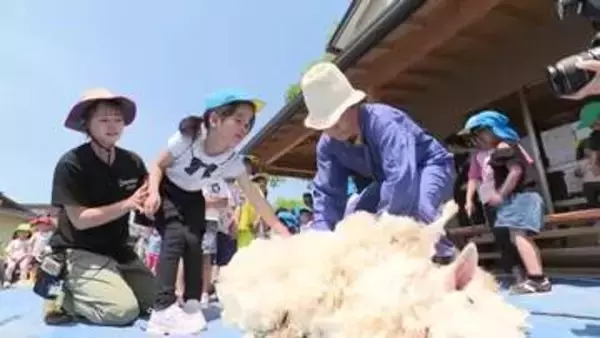 「ふわふわで気持ちいい」園児たちがバリカンを使いヒツジの毛刈りに恐る恐る挑戦〈仙台市〉