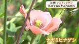 「素手で触ると肌がかぶれる危険性　身近な路上に咲く「ナガミヒナゲシ」に仙台市が注意呼びかけ」の画像1