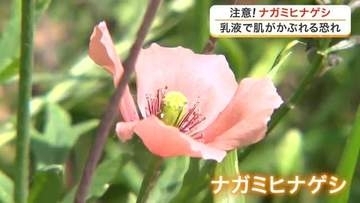 素手で触ると肌がかぶれる危険性　身近な路上に咲く「ナガミヒナゲシ」に仙台市が注意呼びかけ