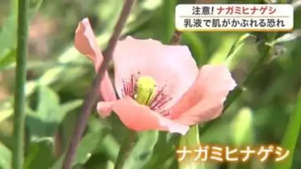 素手で触ると肌がかぶれる危険性　身近な路上に咲く「ナガミヒナゲシ」に仙台市が注意呼びかけ