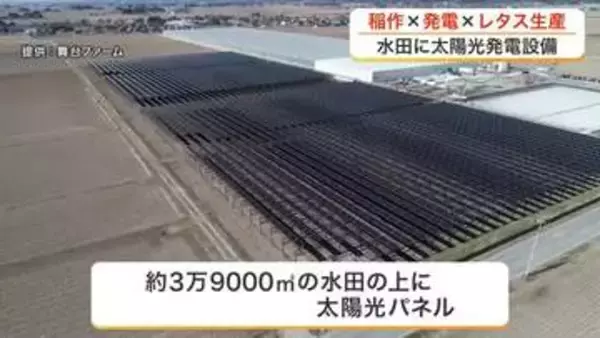 「水田の上に太陽光パネル　美里町で国内最大級の発電設備が始動　隣接するレタス工場の電力８割を供給　宮城」の画像