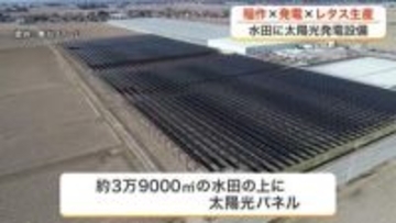 水田の上に太陽光パネル　美里町で国内最大級の発電設備が始動　隣接するレタス工場の電力８割を供給　宮城