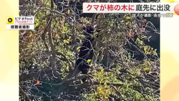 柿の木にクマ「洗車していたら庭に…」住人が撮影　実をむしゃむしゃ食べる〈宮城・大崎市〉
