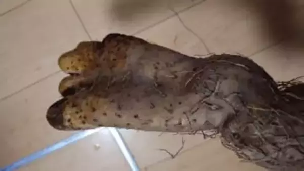 呼ばれて見に行くと、そこにあったのは“足”だった…掘り上げられた「足みたいな長イモ」がリアルすぎて家族騒然＆大爆笑【宮城発】