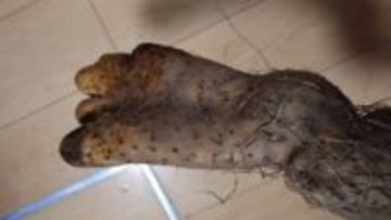 呼ばれて見に行くと、そこにあったのは“足”だった…掘り上げられた「足みたいな長イモ」がリアルすぎて家族騒然＆大爆笑【宮城発】