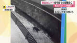 「仙台市の市街地流れる梅田川沿いに同一個体のクマ移動か　ＪＲ東仙台駅近くで２８日も目撃情報〈宮城〉」の画像1