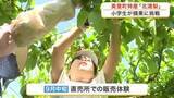 「地元の小学生が特産のナシの摘み取り作業を体験　「甘くて大きなナシに育ってほしい」　収穫は９月〈宮城〉」の画像1