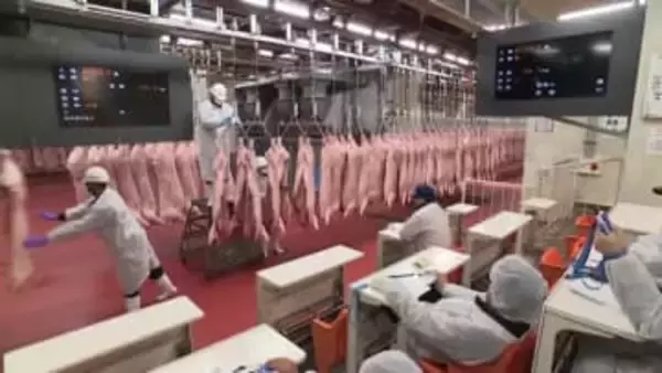 仙台市中央卸売市場で食肉部が２０２５年最後の競り　猛暑の影響あるも年末は価格安定で推移