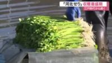江戸時代から続く 伝統「河北せり」収穫最盛期　生育遅れも香りよし　お雑煮やセリ鍋に〈宮城・石巻市〉