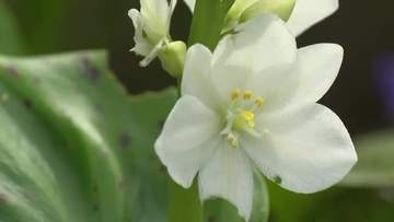 学術的にも貴重な「ガラスの花」とは？宮城大学で準絶滅危惧種「ミズアオイ」が見つかる