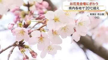 【宮城】県内各所で２０℃超え　多くの花見客が満開のサクラ楽しむ