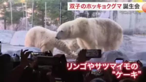 八木山動物公園の双子ホッキョクグマ１歳に　特製ケーキで「うみ」「そら」をお祝い〈仙台市〉